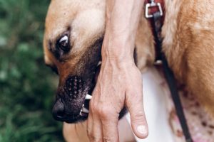 A close-up of a brown dog biting a man’s hand