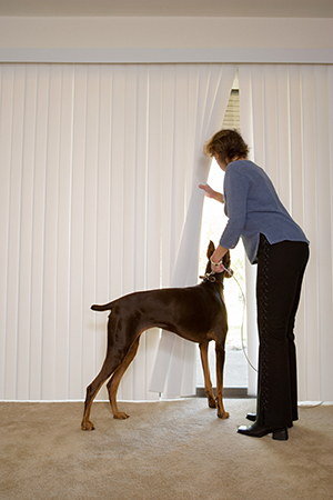 woman looking out her blinds while holding leash of Doberman