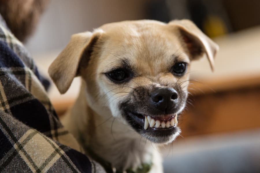 Small tan dog baring its teeth