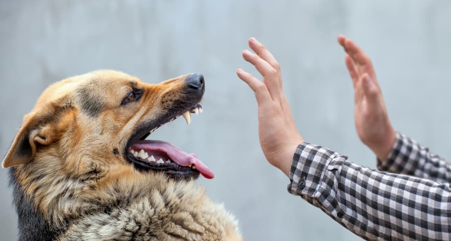 A man holding his hands up in front of an attacking German shepherd